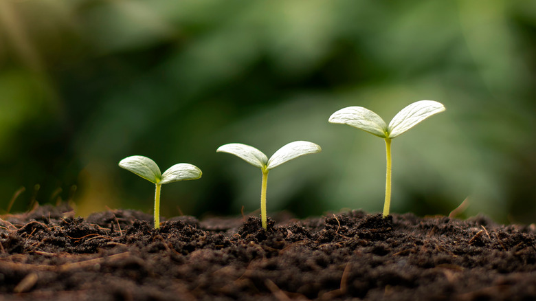 Seeds sprouting