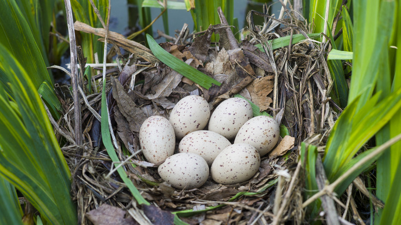 bird nest with eggs 