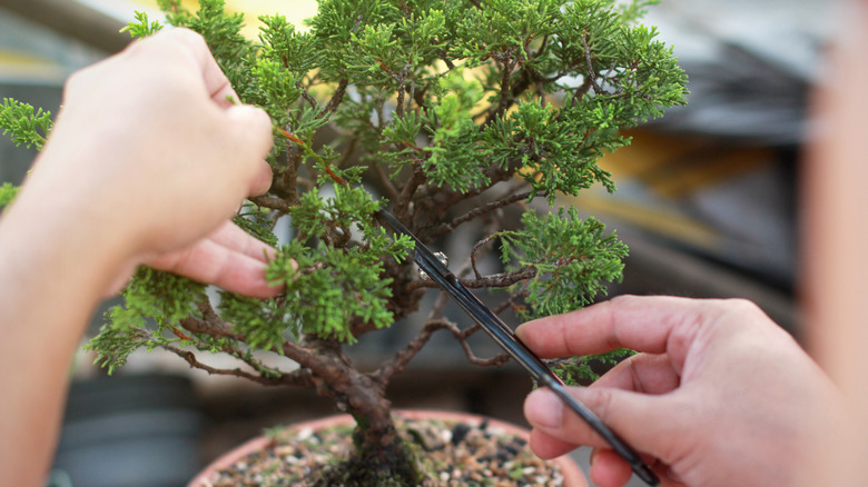 hands maintaining a bonsai tree