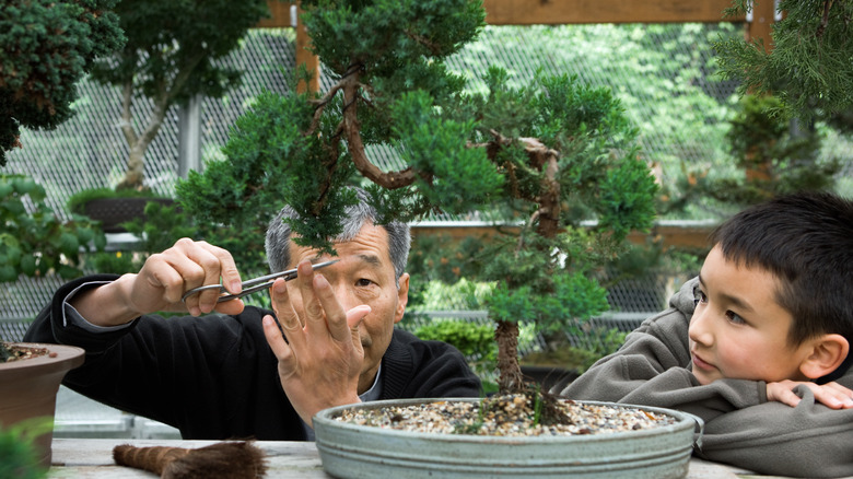 Boy watches man pruning bonsai tree