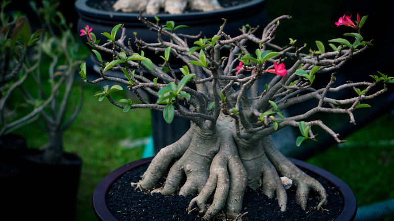 A bonsai tree in a pot with exposed roots