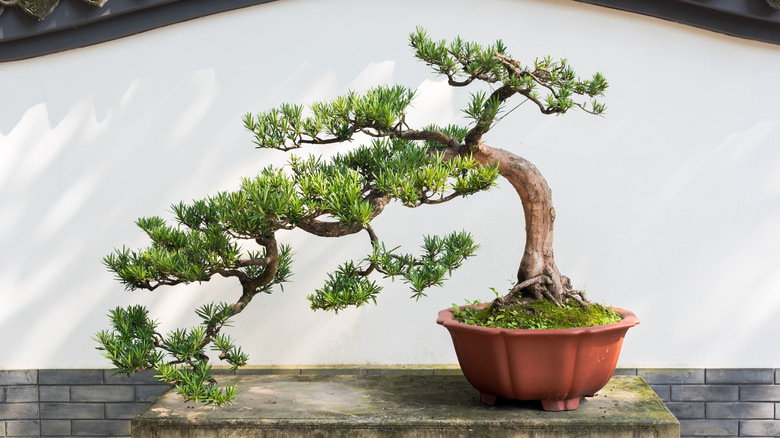 A mature, potted bonsai tree sitting on table