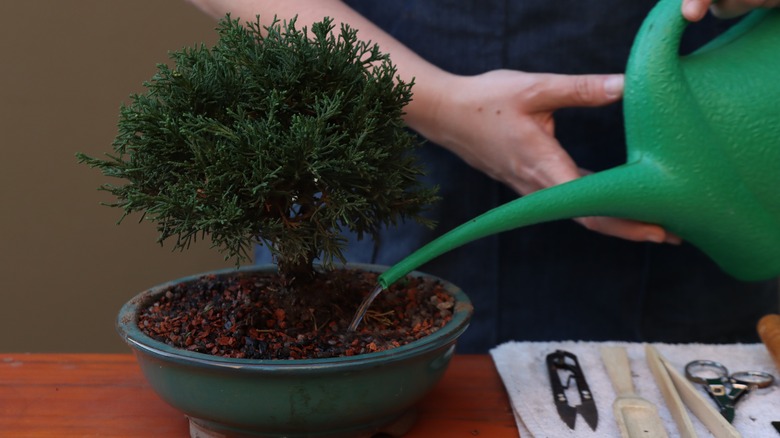 Someone watering bonsai tree with a green watering can