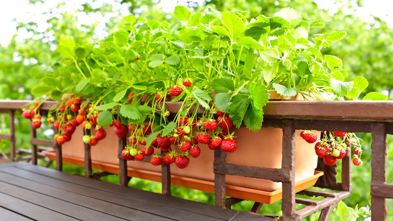 container with strawberry plants