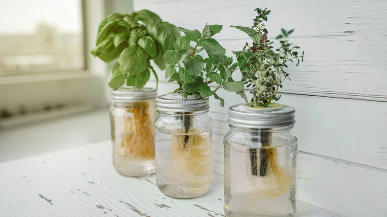 herbs growing in jars of water