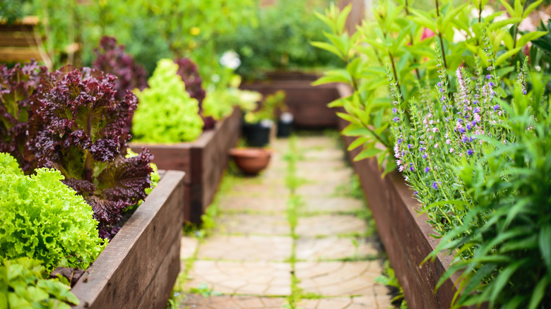 raised garden beds