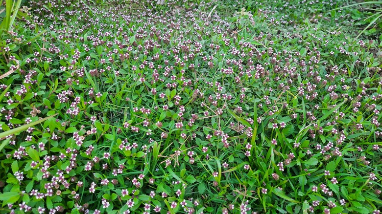 frogfruit groundcover