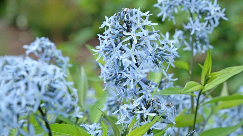 Blue star in bloom in a lush landscape