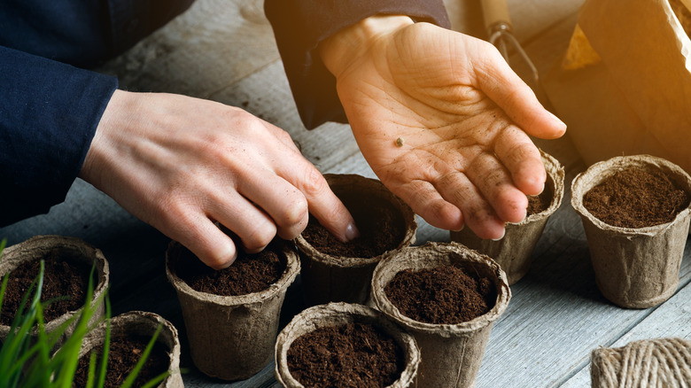 Planting seeds in small containers