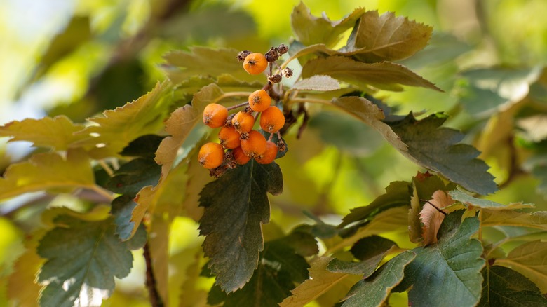 American mountain ash berries on tree