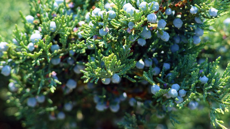 eastern red cedar berries on tree