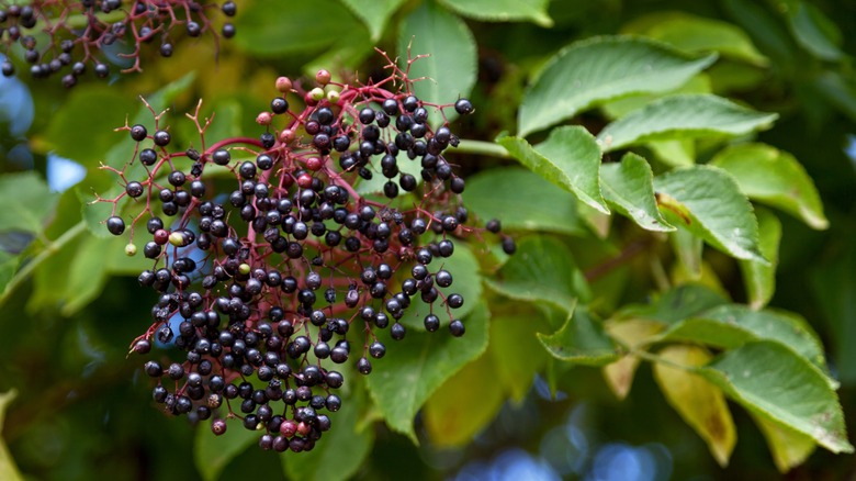 elderberry tree