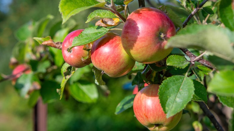 crabapple tree