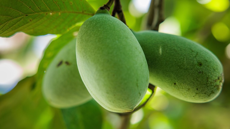 pawpaw fruits on tree