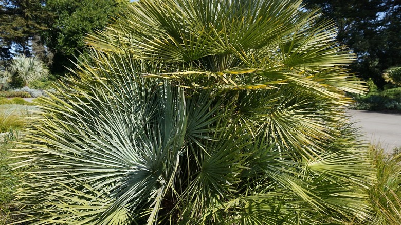 sabal palm