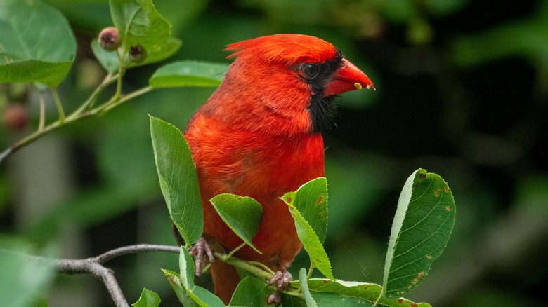 cardinal bird with berries