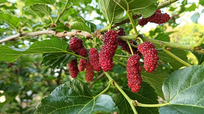 red mulberry tree in fruit