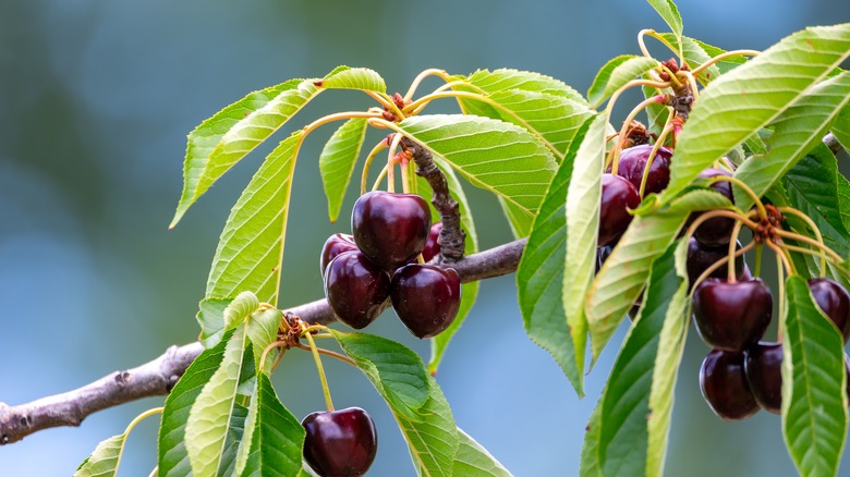 Cherries on tree