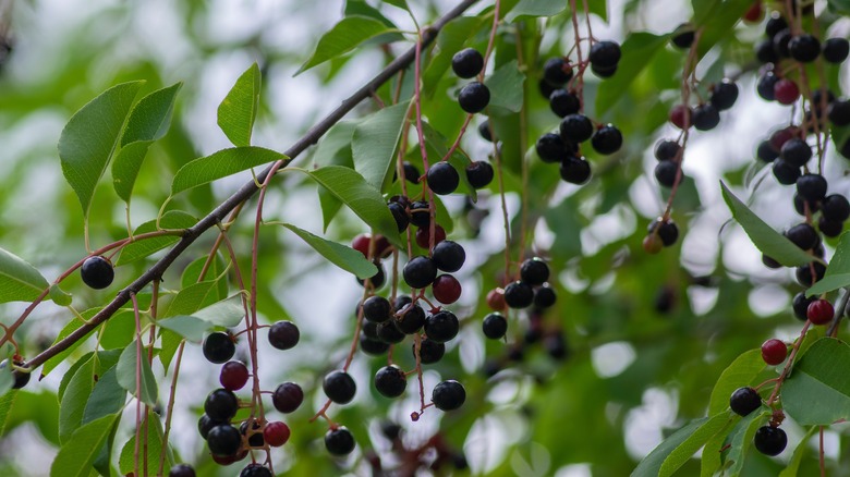 hackberry tree