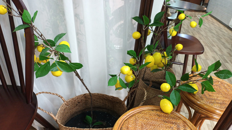 Lemons growing on a tree planted in an indoor basket