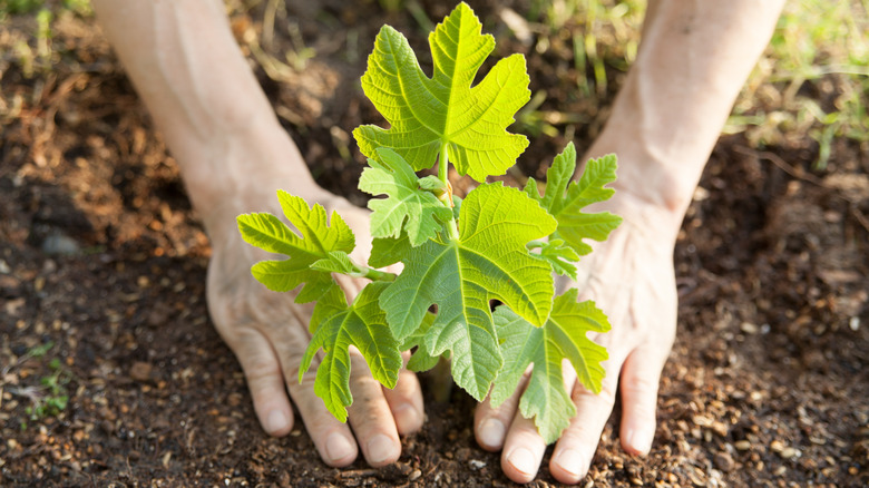 Hands planting a fig tree in the garden soil