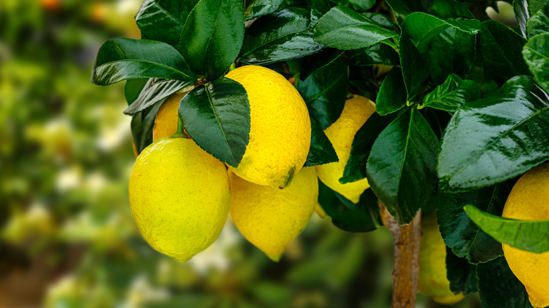 Close up of a Meyer lemon tree with ripe fruit.