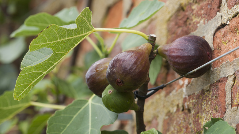 Close up of a fig tree growing up a brick wall.