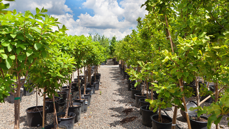 Rows of trees for sale in a nursery