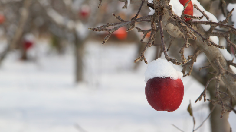 apple tree in snow