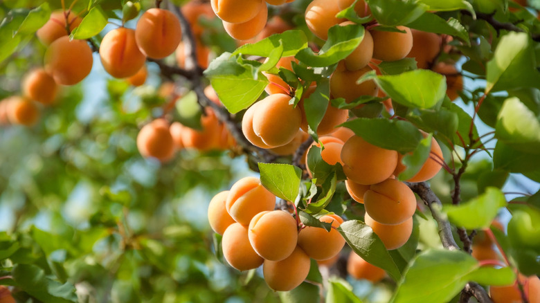 apricot tree with orange fruit