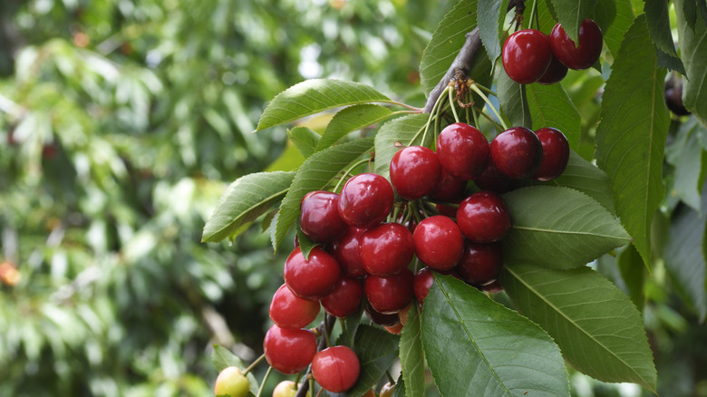 cherry tree with red fruit