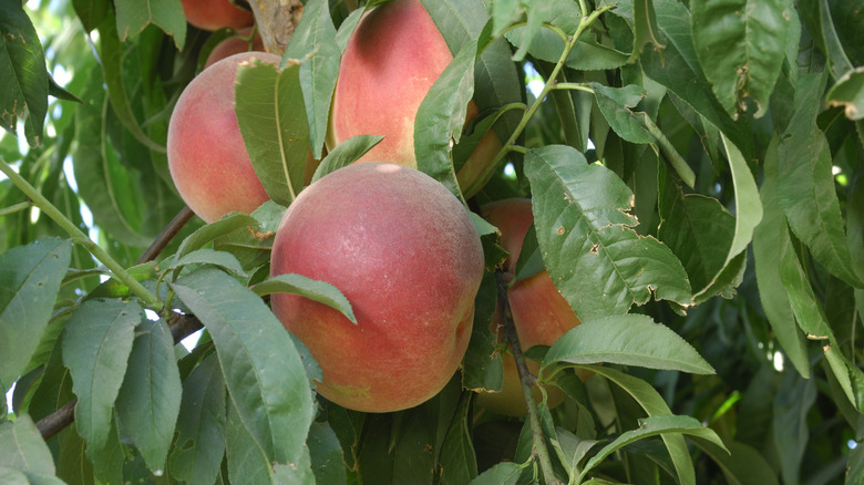 Nectarine tree with nectarines