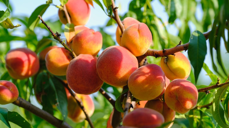 peach tree with peaches