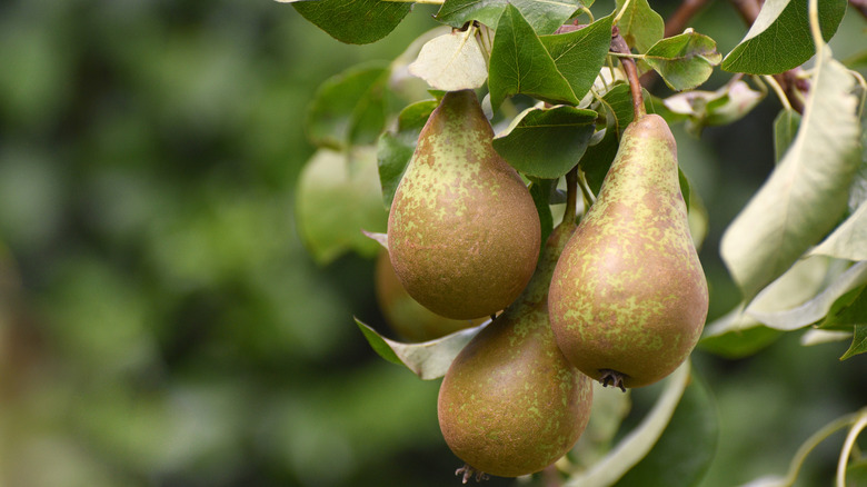 pear tree with brown pears