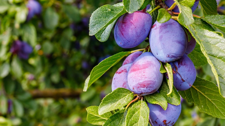 plum tree with purple produce