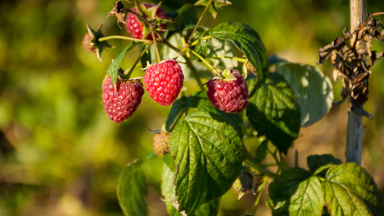 Raspberry bush with ripe fruits