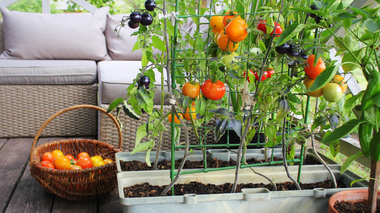 Tomatoes growing in container garden on a balcony