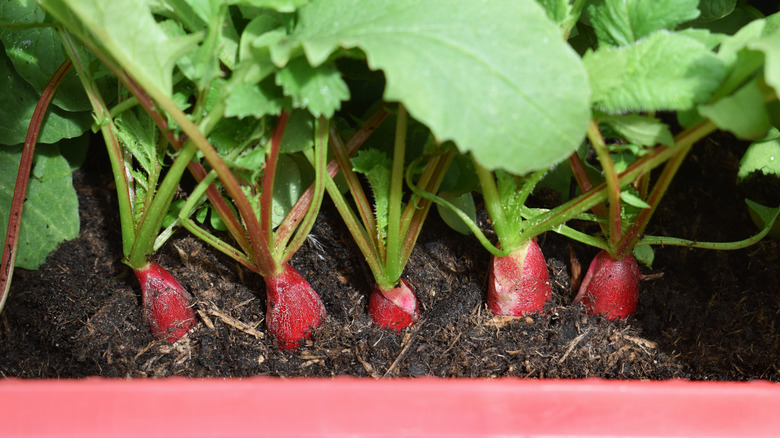 Radishes ready to harvest in a container garden