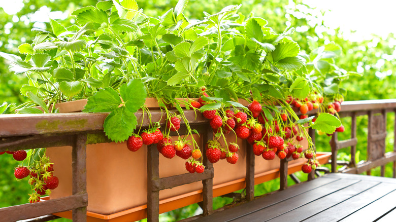 A strawberry plant with ripe fruit growing in a container on balcony