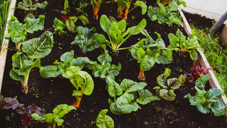 Swiss chard growing in a container garden