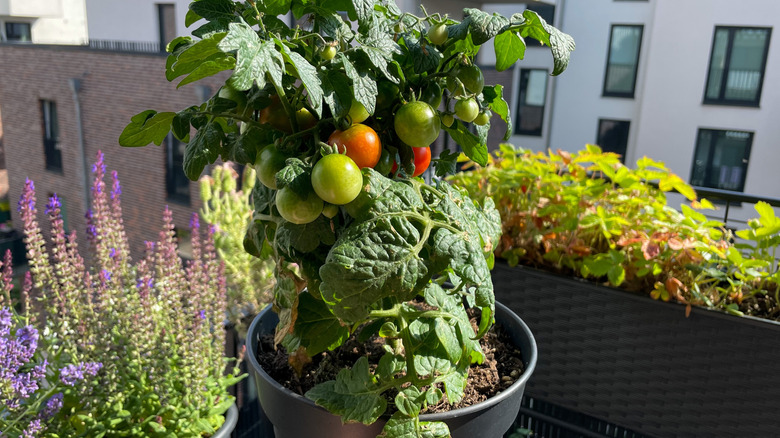 A tomato plant with ripe fruits in a balcony container