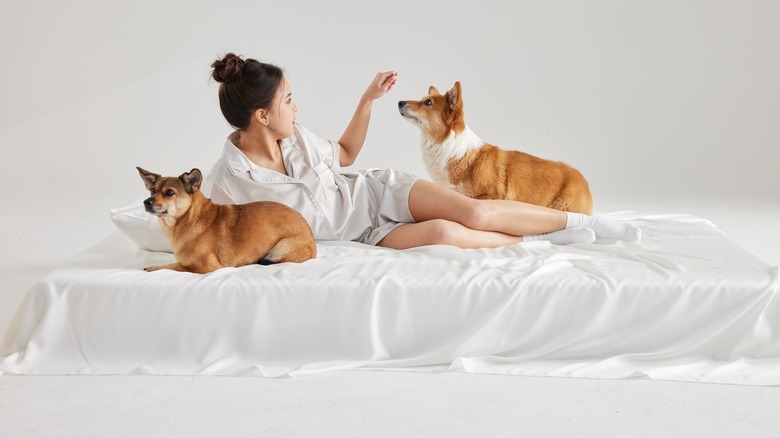 woman playing with dogs