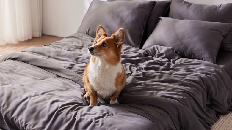 Corgi on a bed