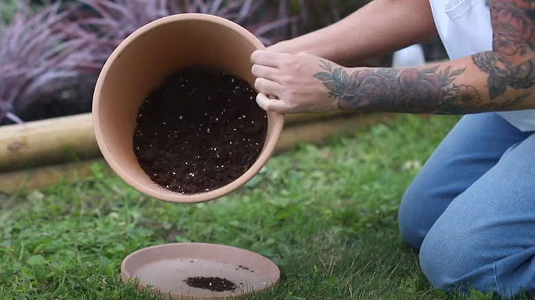 Soil in pot