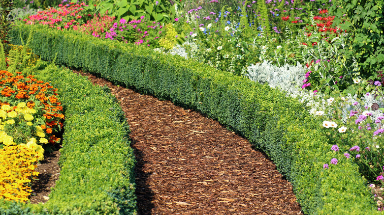boxwood hedge pathway with mulch