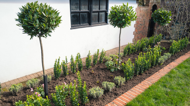 brick landscape edging with young plants