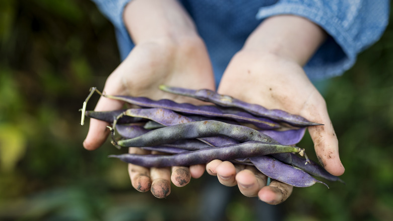 hands holding beans