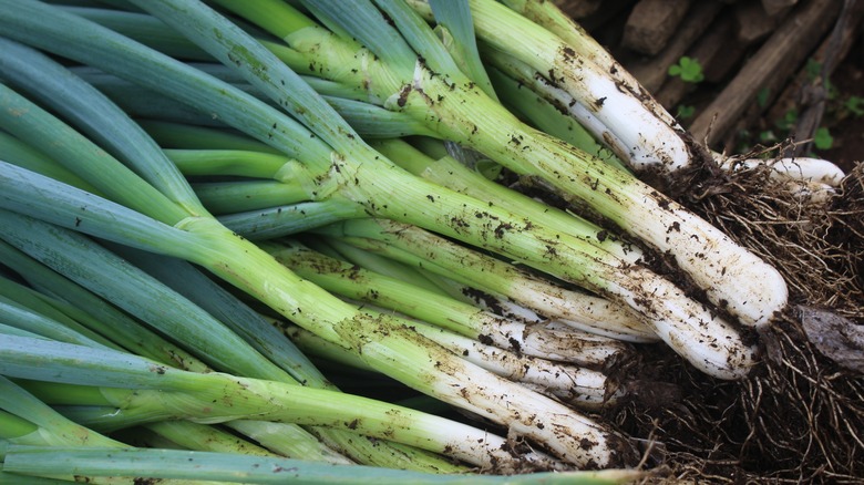 green onions in garden