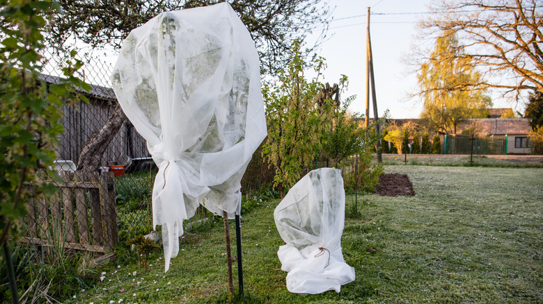 Bushes covered with white covering in a lollipop format