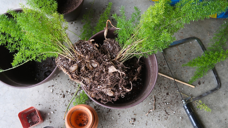 A potted fern being divided into two